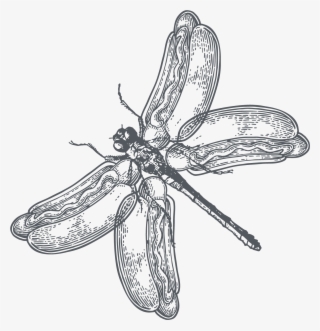 The Hopper Dragon Hotdog Fly #6904395