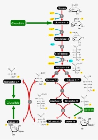 Pentose Phosphate Pathway-es #6904537