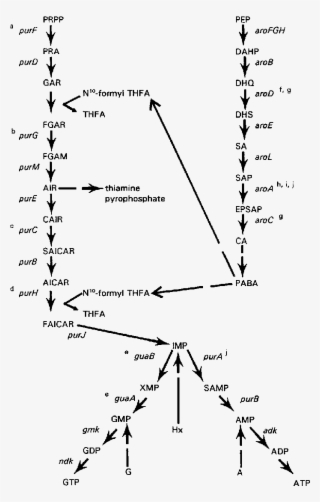 Purine De Novo Biosynthesis Pathway And Contribution #6904594