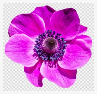 Purple Flower Png Clipart Clip Art #6904885