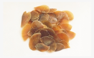 Shells Png #6905274 Shells Png #6905274