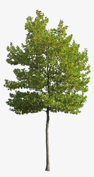 Platanus Occidentalis - Small Vi - Cutout Trees #6905629