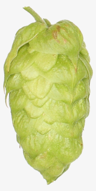 Zeus Pellet Hops 2018 Michigan Grown #6905963 Zeus Pellet Hops 2018 Michigan Grown #6905963
