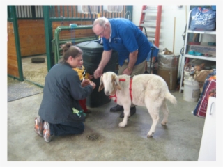 Lee's Summit Animal Hospital Doesn't Just Provide Service #6906575