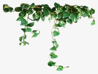 Ivy Clipart Pumpkin Vine #6909400