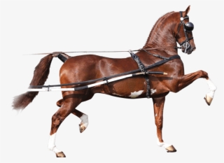 Back In “the Harness” Again After A Wonderfully Calm #6912573