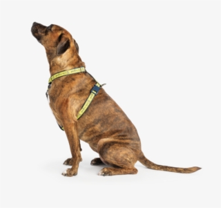 Rocket Nylon Dog Harness Life Is Good Rh Lifeisgood #6912778