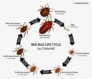 Bedbug Lifecycle Lrg - Free Transparent PNG Download - PNGkey