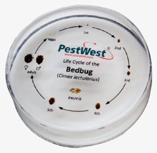 Bed Bug Png #6914035 Bed Bug Png #6914035