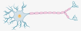 Neuron Png #6918322 Neuron Png #6918322