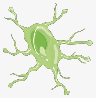 Astrocyte #6918401
