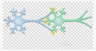 Synapse Neurons Structure Clipart Synapse Neuron Postsynaptic #6918461 Synapse Neurons Structure Clipart Synapse Neuron Postsynaptic #6918461