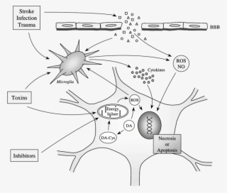 Neuron-glia Interactions That May Lead To Neuronal #6918985 Neuron-glia Interactions That May Lead To Neuronal #6918985