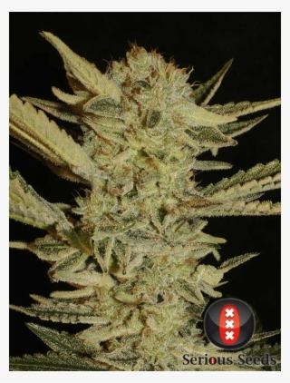 Weed Plants Png #6923766