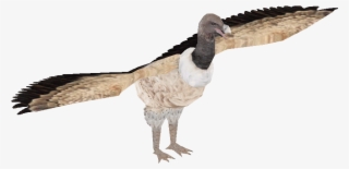 Indian Vulture #6928661