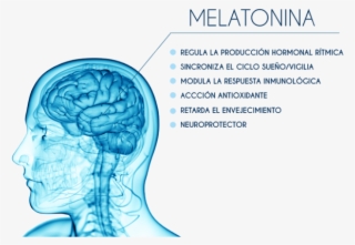 Melatonina Ventajas V2 #6930435
