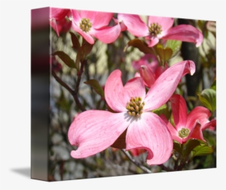 Big Flowers Pink Art #6931258 Big Flowers Pink Art #6931258