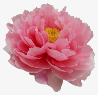 Moutan Flower Tree Paeonia Coral Charm Transprent #6931331