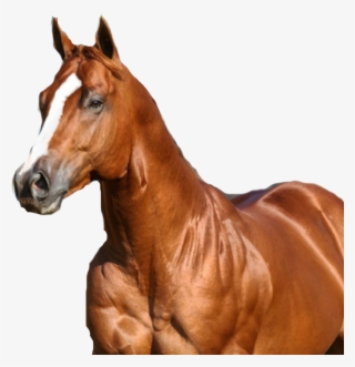 Iggy Azalea Png #6932786