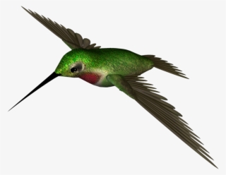 Humming Bird Png #6933391