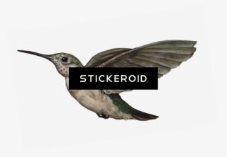 Hummingbird S Birds #6933974 Hummingbird S Birds #6933974