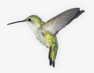 Humming Bird Png #6934089