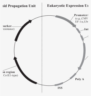 Typical Genetic Elements Of A Pdna Vector #6935996