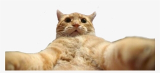 Filterselfie Cat #6938267