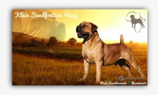 He Has A Sweet Nature And Is A Happy, Proud Dog That #6939750