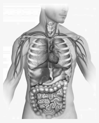 Pulmones #6943125