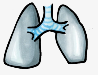 Corazón Pulmones #6943175