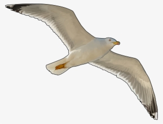 Canario Volando #6945474