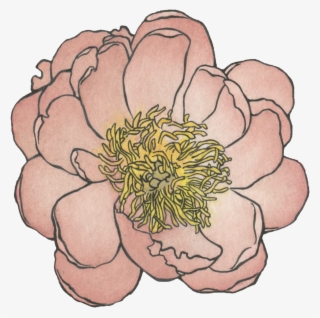 Peony , Watercolor And Ink #6947356 Peony , Watercolor And Ink #6947356