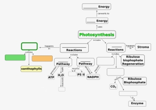 Concept Map For Photosynthesis #6947573