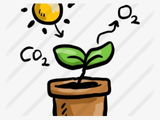 Photosynthesis Png #6947719 Photosynthesis Png #6947719