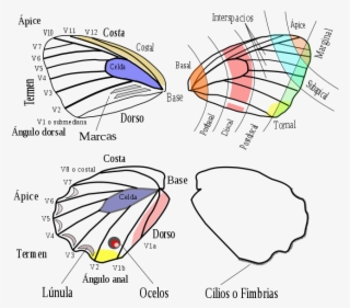 Alas De Mariposa #6949341