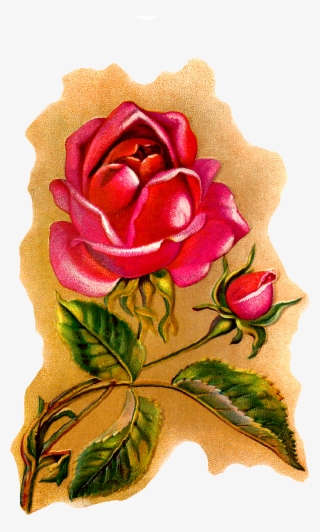 Flower Rose Illustration Vintage Art #6951425