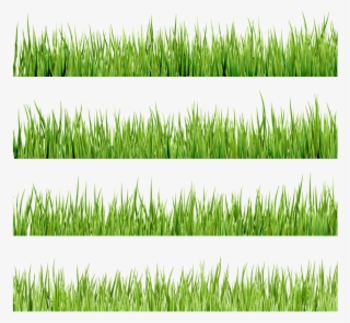 Флора, Зеленая Трава, Green Grass #6964973