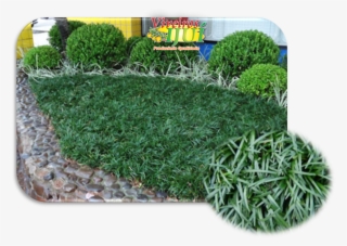 Clip Art Viveiros Iju Em Leiva #6965729