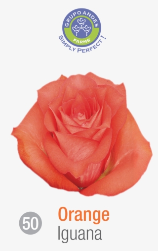 Rosa Variedad Iguana #6967400