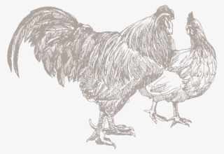 Poultry, Class #6968869