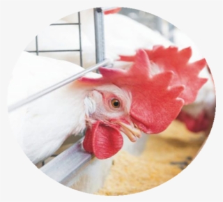 Poultry-4 #6968971