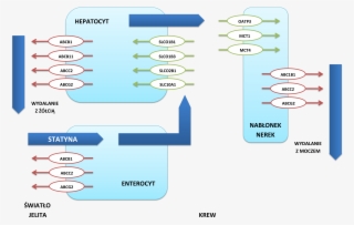 Vectorial Pathway For Statin Distribution From Enterocytes #6969161