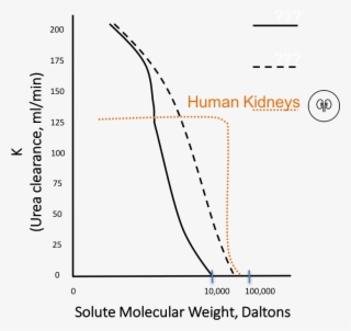 Normal Kidneys Have A Urea Clearance Of Around 125ml/min #6969932