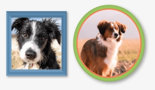 If You Are Interested In This Breed, Please Consider #6971546