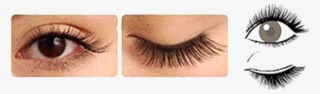 Longer Lashes Are Placed At The Center Of The Eyes, #6973531