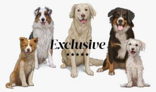 Perros Png #6975348