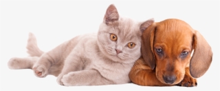 Perro Y Gato Miran Abajo Filosofía De Natural Gos #6975932