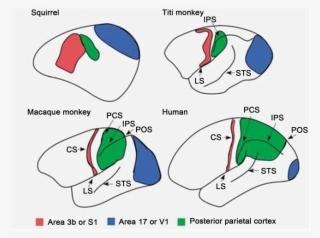 The Brain Size Has Increased Over Million Years Of #6977413