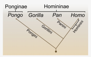 Human Evolution Png #6977620